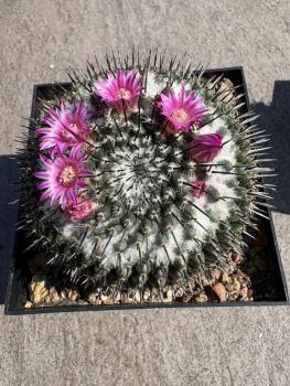 Mammillaria polythele